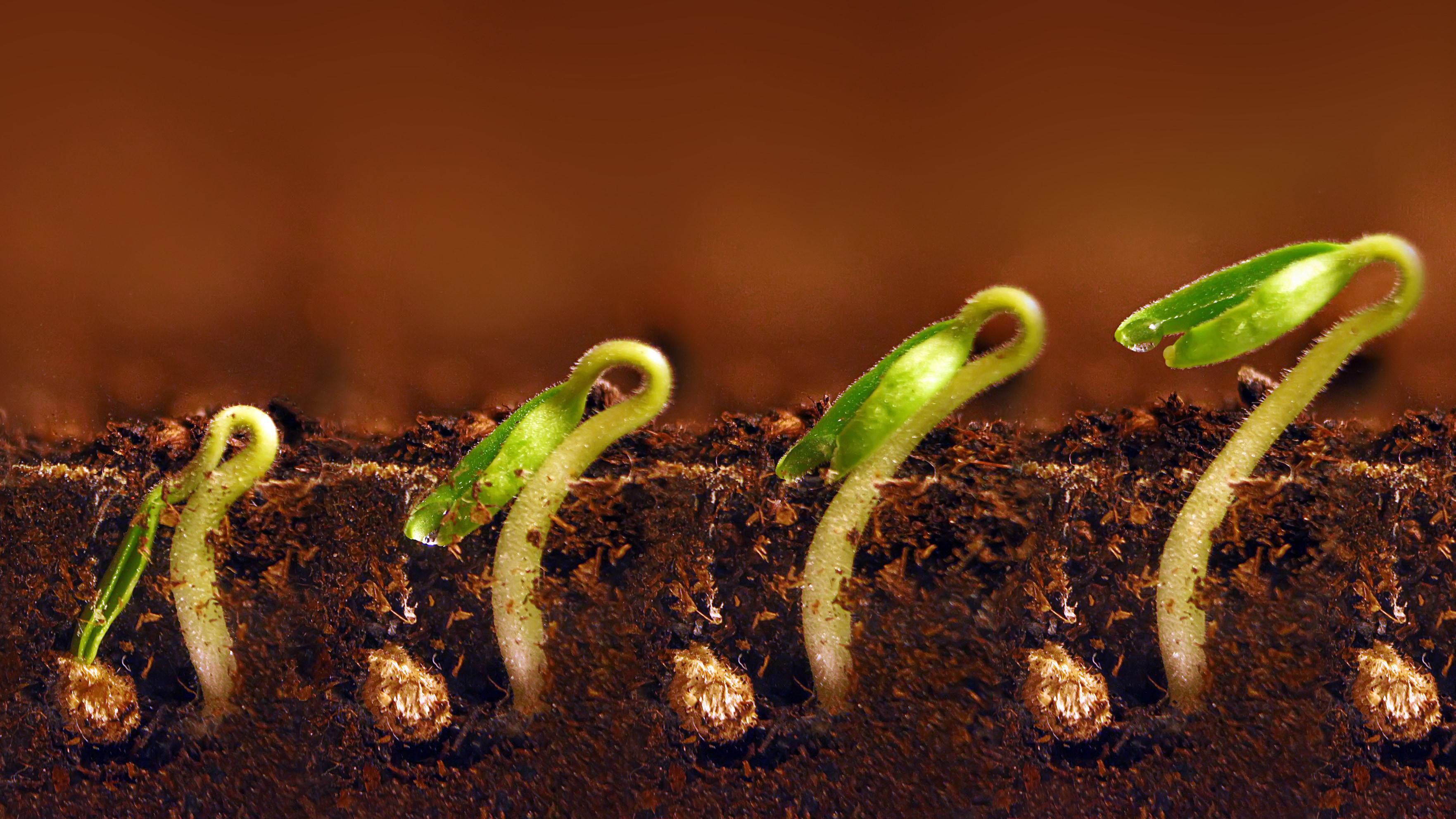 Plants embrace transformation